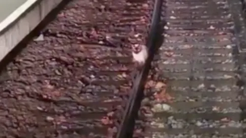 Un métro bloqué à cause d’un chat installé sur les rails (Vidéo)